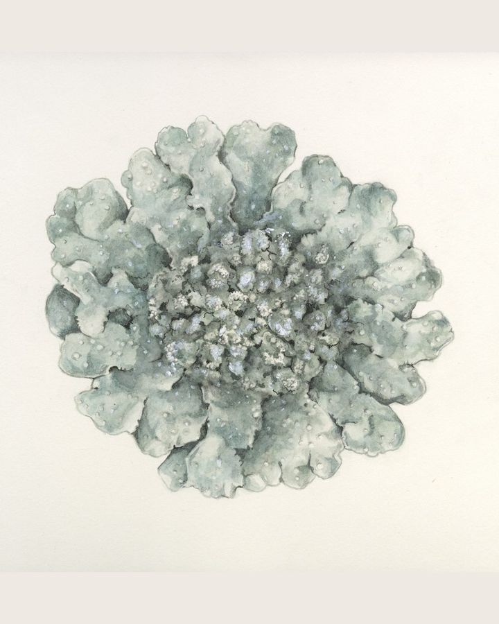 Punctelia reddenda