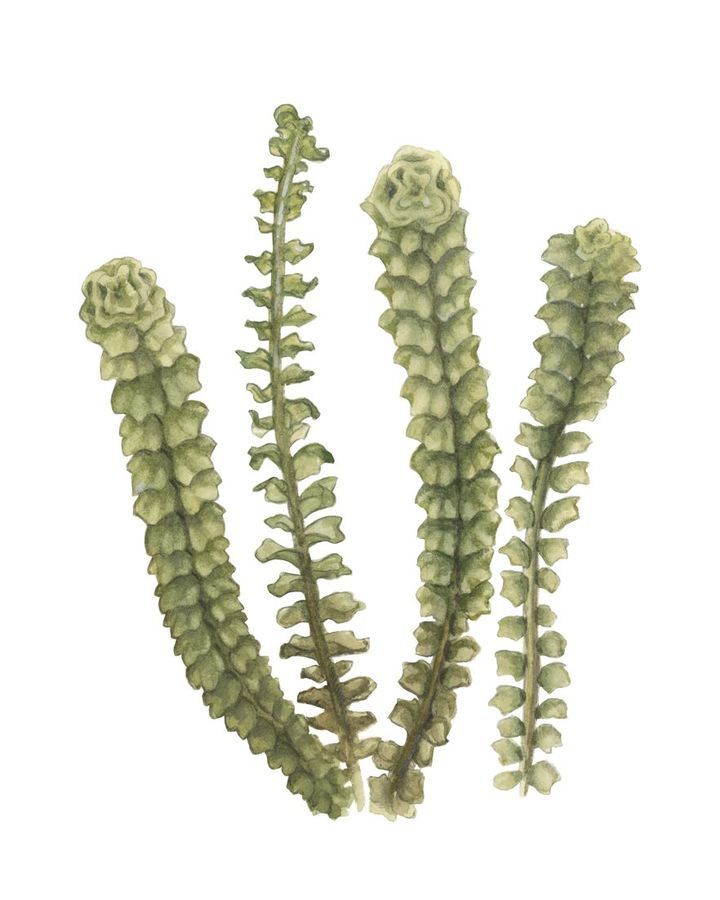 Barbilophozia lycopodioides