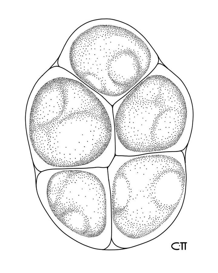 Spores, stipple