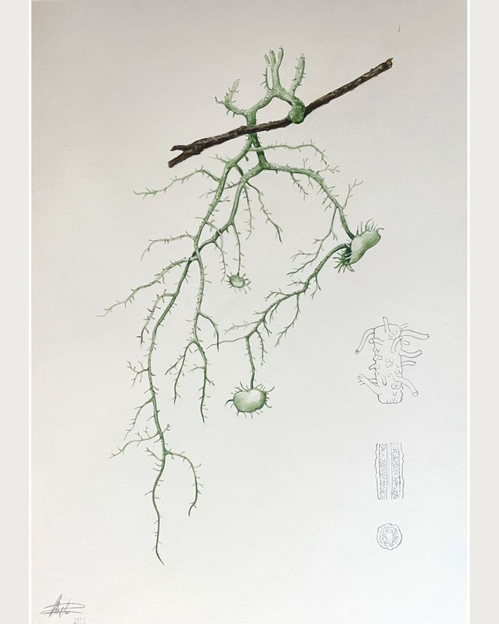 Usnea