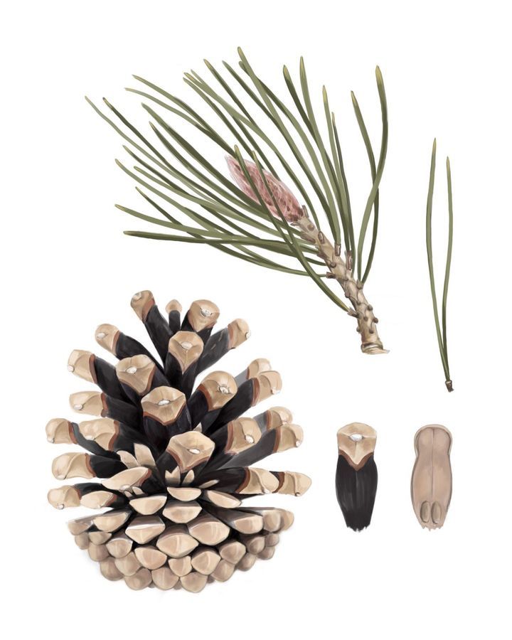 The Black Pine, Pinus nigra