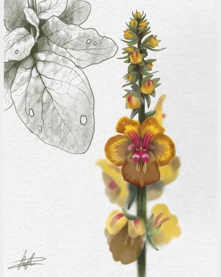 Verbascum