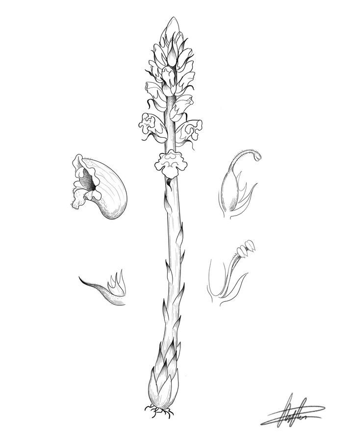 Orobanche