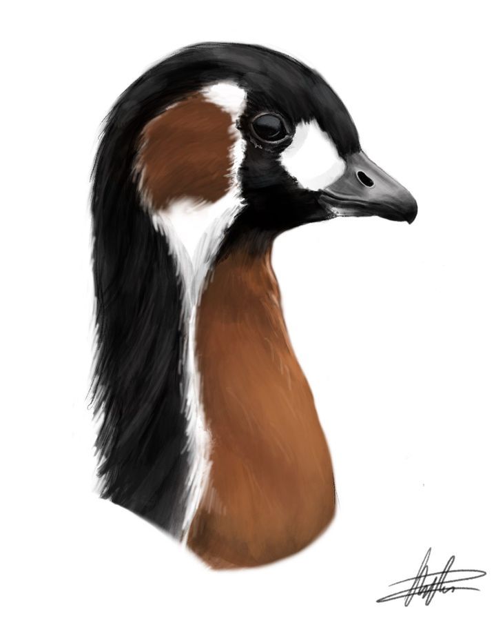 Red-breasted goose, Branta ruficollis