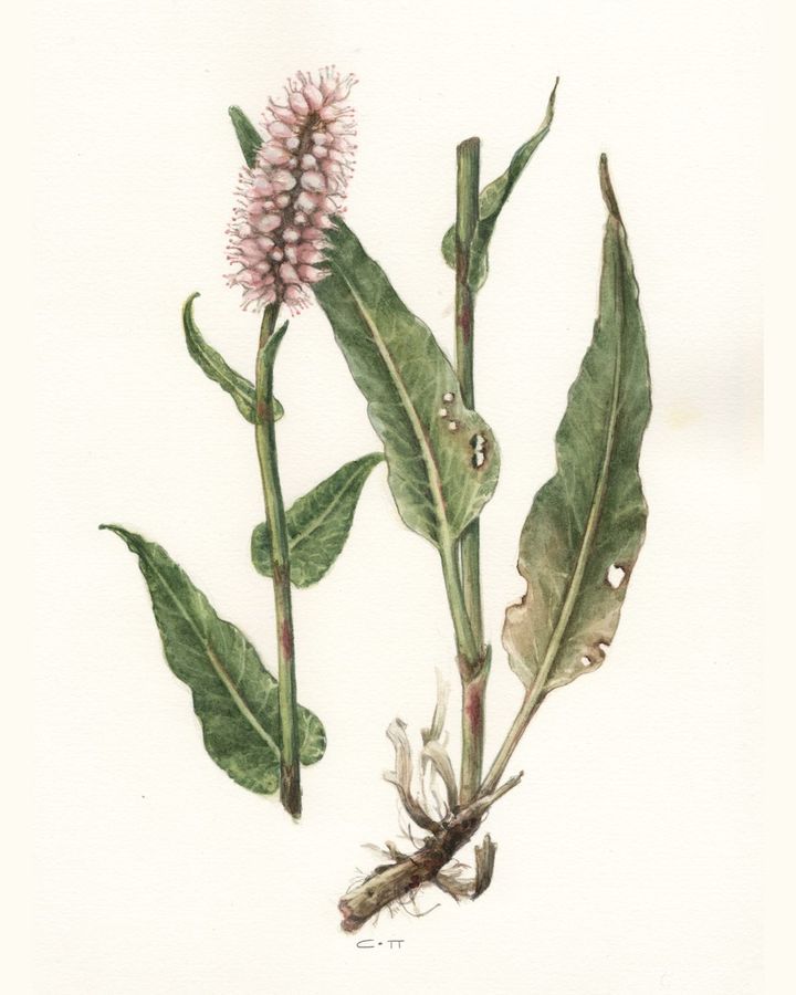 Bistorta officinalis