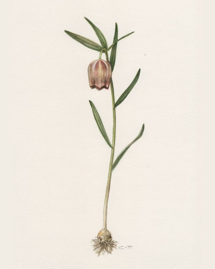 Fritillaria