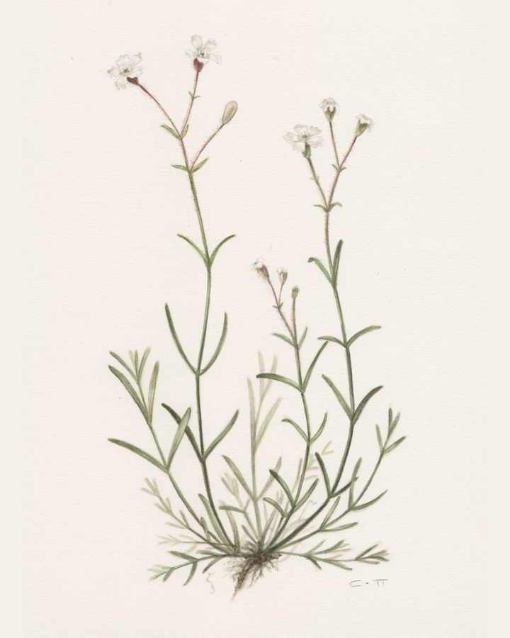 Silene