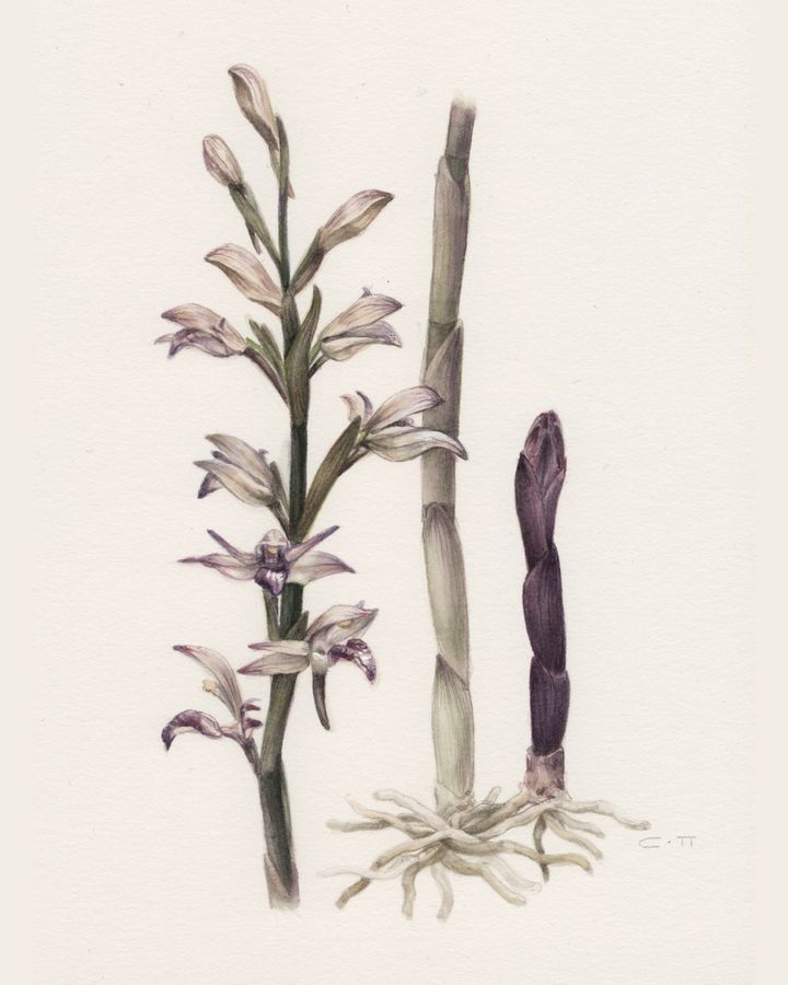 Limodorum abortivum
