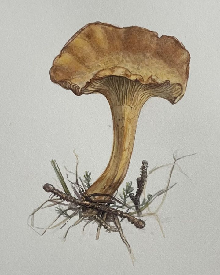 Cantharellus cibarius
